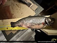 19" Brook/Speckled Trout caught on Tower lake
