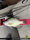 13" Black Crappie caught on Lake of the Woods