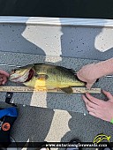 18" Largemouth Bass caught on Charleston lake