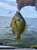 9" Pumpkinseed caught on Rice Lake