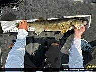 30" Walleye caught on French River