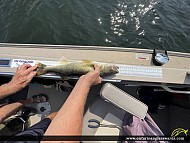 29.5" Walleye caught on Lake of the Woods