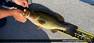 19" Largemouth Bass caught on Longbow Lake