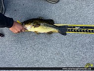 18" Largemouth Bass caught on Longbow Lake