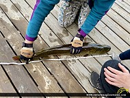 40" Northern Pike caught on Ottawa River