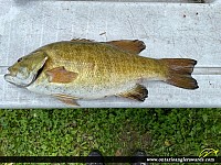 17" Smallmouth Bass