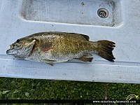 19.5" Smallmouth Bass