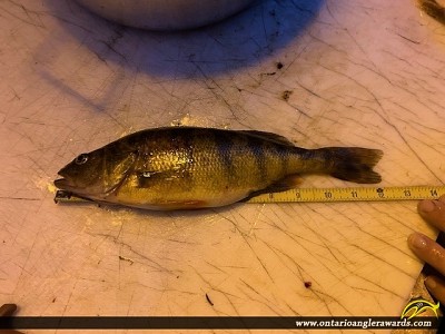 12.25" Yellow Perch caught on Wabatongushi Lake