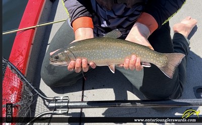 18.75" Brook/Speckled Trout caught on Big Hawk Lake