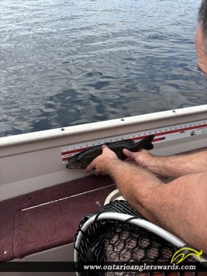 15.5" Rock Bass caught on Winnipeg River