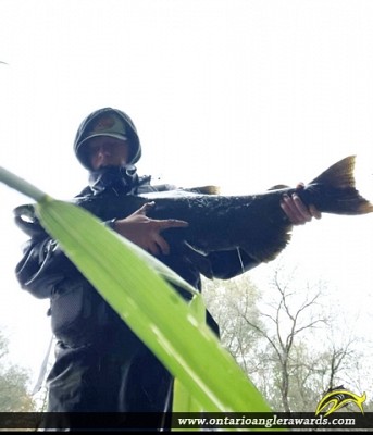 38.25" Chinook Salmon caught on Nottawasaga River