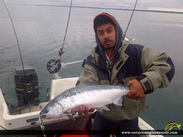 34" Coho Salmon caught on Lake Ontario