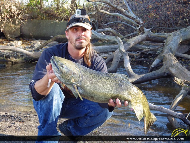 36" Coho Salmon caught on Lake Ontario
