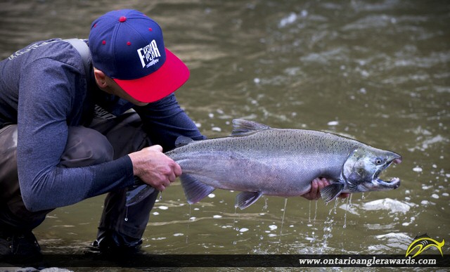 31" Coho Salmon caught on Lake Ontario Tributary 
