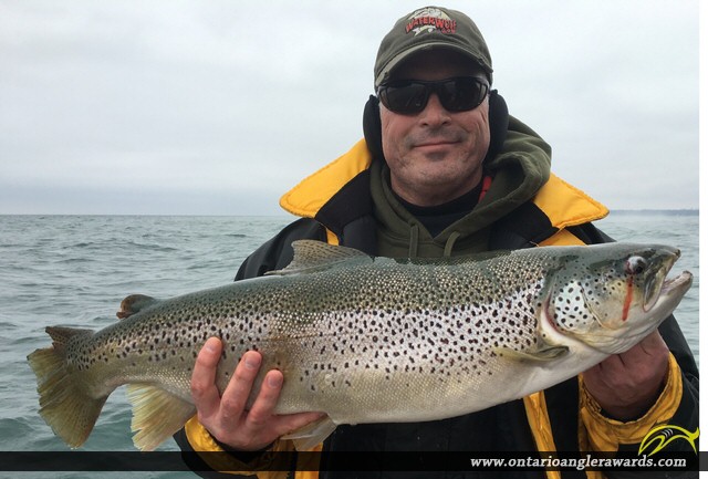 30" Brown Trout caught on Lake Ontario