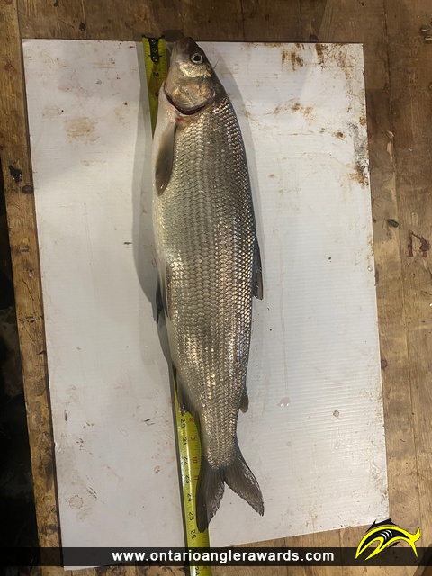 26" Whitefish caught on Lake Simcoe 