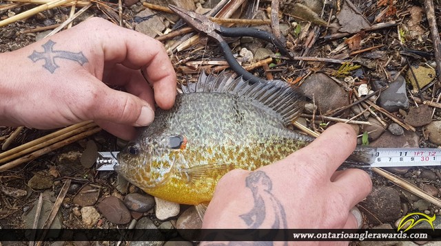 9" Pumpkinseed caught on Campbellville Pond 