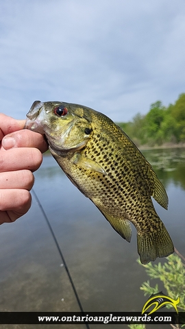 10" Rock Bass caught on Westminster Ponds