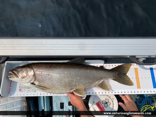 40" Lake Trout caught on Minnitaki Lake