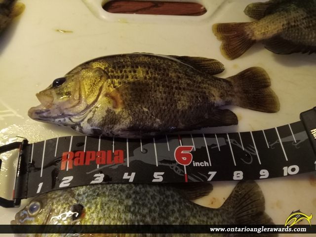 10" Rock Bass caught on Lake Erie