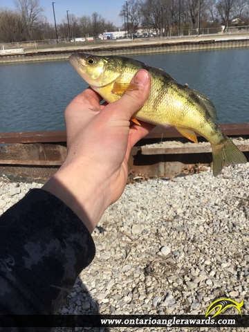 12" Yellow Perch caught on Detroit River