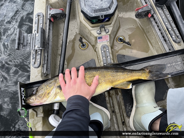 25.75" Walleye caught on Pigeon Lake
