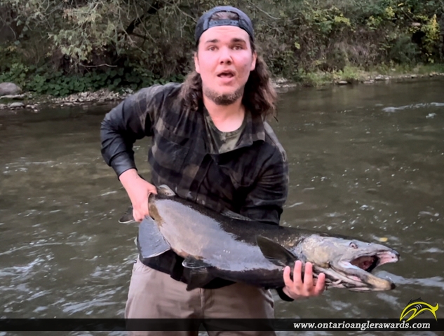 37" Chinook Salmon caught on Ganaraska River