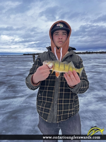 13.5" Yellow Perch caught on Lake Nipissing