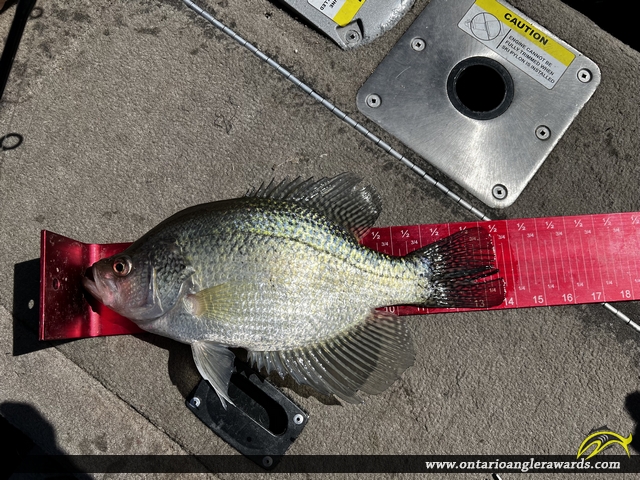 13.75" Black Crappie caught on Lake of the Woods