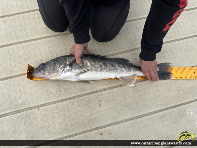 27.5" Walleye caught on Indian Lake