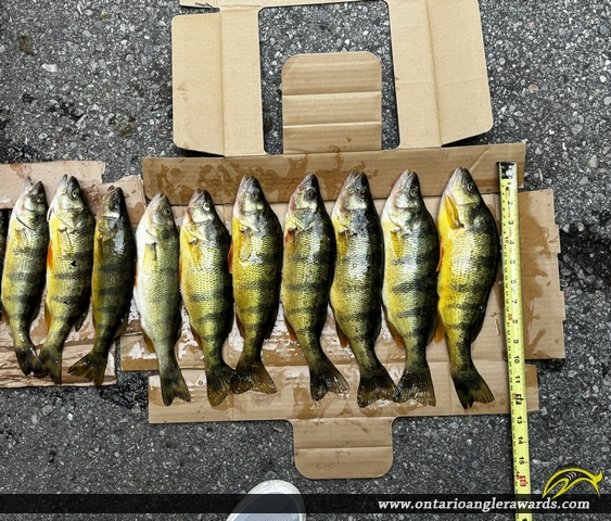 12" Yellow Perch caught on Cook's Bay