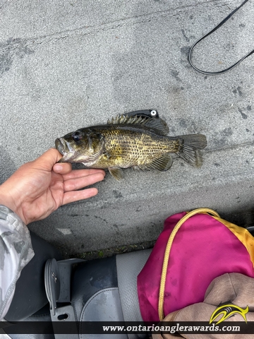 10.25" Rock Bass caught on Saskatchewan Lake