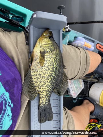 13" Black Crappie caught on Ahmic Lake