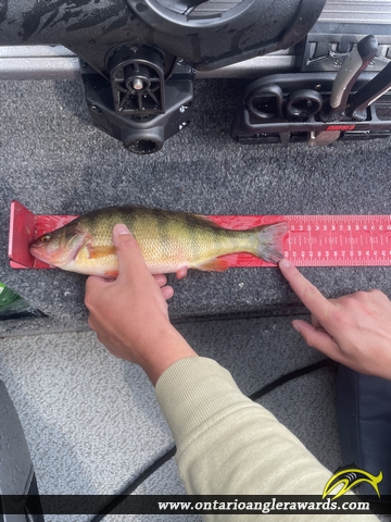 12" Yellow Perch caught on Lake of the Woods 