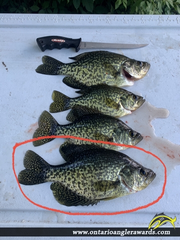 12" Black Crappie caught on Old Ausable Channel