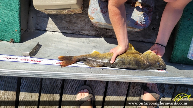 27.25" Walleye caught on Winnipeg River