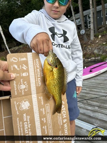 9" Pumpkinseed caught on Paint Lake