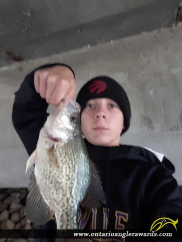 15.5" Black Crappie caught on Cedar Creek 