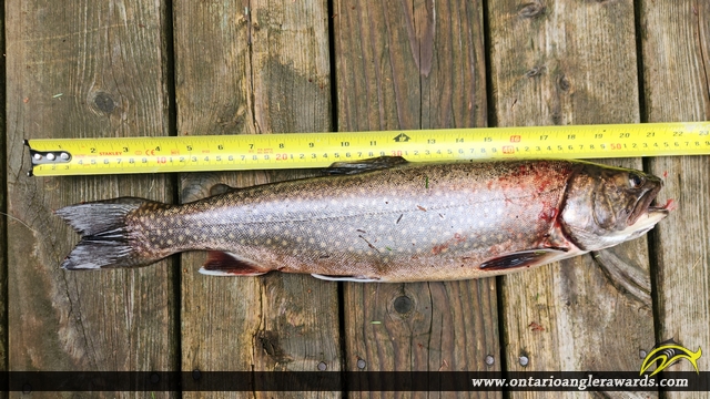 21" Splake caught on Wolf Lake