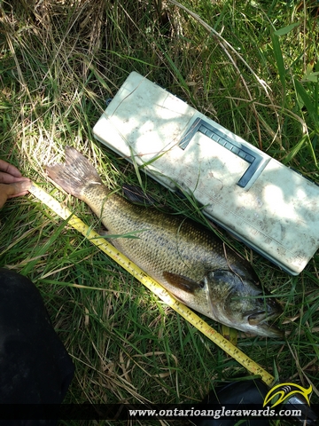 20" Largemouth Bass caught on Drainage Pond