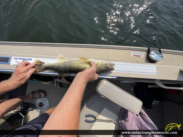 29.5" Walleye caught on Lake of the Woods