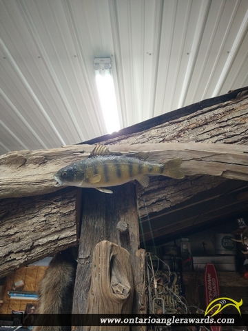 12" Yellow Perch caught on Five Mile Lake