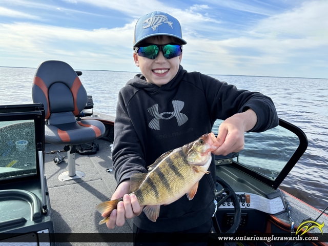 12" Yellow Perch caught on Lake of the Woods