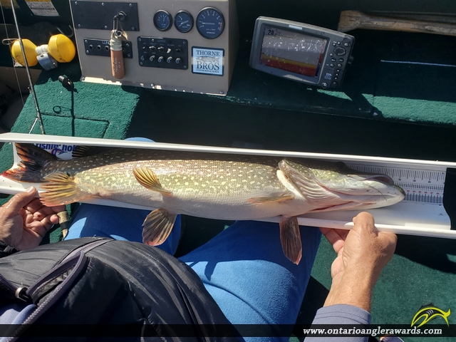 32" Northern Pike caught on Minaki