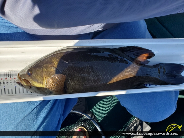 18" Smallmouth Bass caught on Minaki 