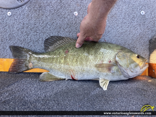 21.5" Smallmouth Bass caught on Detroit River