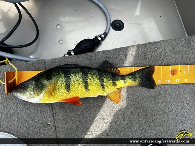 14.5" Yellow Perch caught on Lake Simcoe