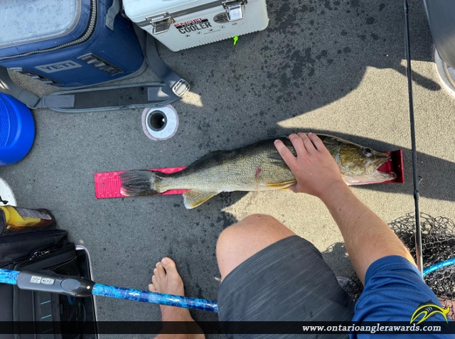 29.5" Walleye caught on Lac Seul