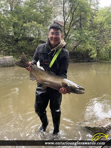 42.4" Chinook Salmon caught on Bowmanville Creek