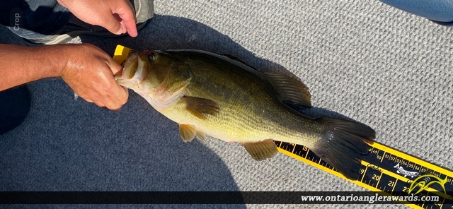 19" Largemouth Bass caught on Longbow Lake